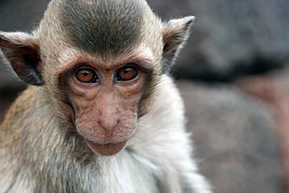 monkey xtc pill