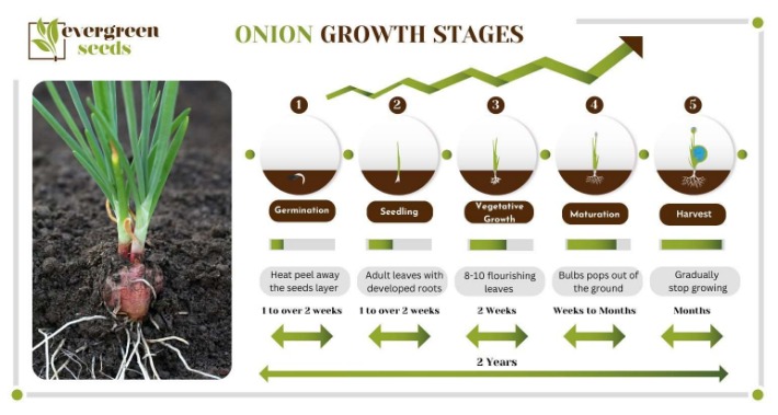onion directory 2023