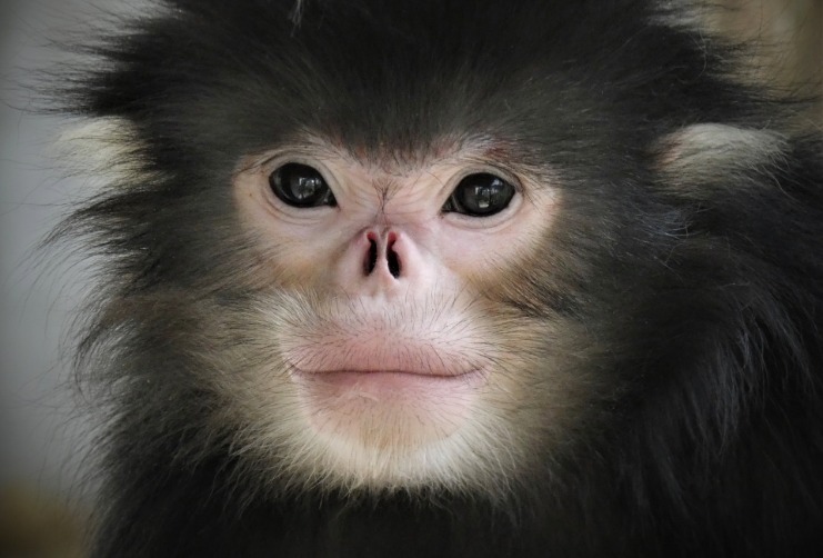 monkey xtc pill