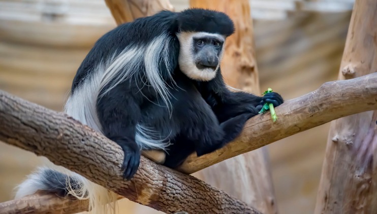 monkey xtc pill