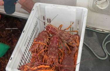 australian darknet vendors