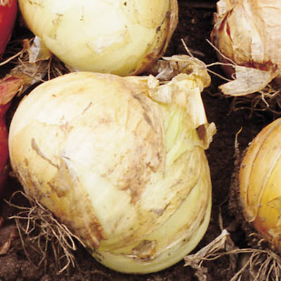 onion live
