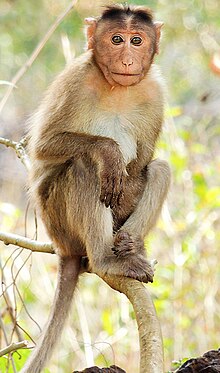 monkey xtc pill