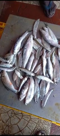dnm market