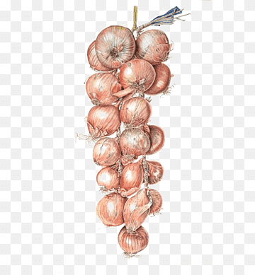 .onion dark web